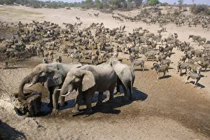 animal themes, boteti river, botswana, color image, day, drinking, elephants, elevated view animal themes, boteti river, botswana, color image, day, drinking, elephants, elevated view