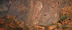 animal, western cape province, adventurous, africa, alone, animal behavior animal, western cape province, adventurous, africa, alone, animal behavior