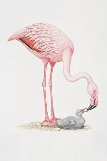Animals, Birds, Flamingos, Phoenicopteriformes, Lesser Flamingo, Phoeniconaias minor Animals, Birds, Flamingos, Phoenicopteriformes, Lesser Flamingo, Phoeniconaias minor