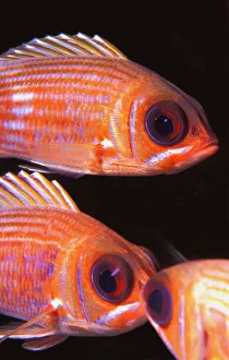 Animals, Caribbean, Close-Up, English Culture, Fish, Ocean, Sea Life, Striped Animals, Caribbean, Close-Up, English Culture, Fish, Ocean, Sea Life, Striped