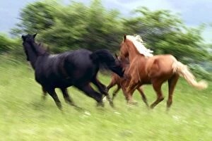 Images Dated 27th May 2003: animals, czech, daylight, daytime, equidae, exterior, exteriors, fauna, gallop, galloping