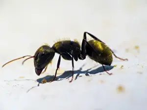 Ant Macro Photography Print: Crumbs Feast