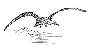 Antique children book illustrations: Albatross Antique children book illustrations: Albatross