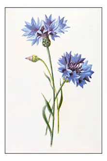 Antique color plant flower illustration: Centaurea cyanus (bluebottle, cornflower) Antique color plant flower illustration: Centaurea cyanus (bluebottle, cornflower)
