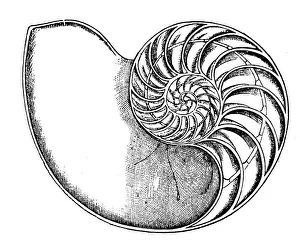 Antique illustration of animals: Nautilus Antique illustration of animals: Nautilus