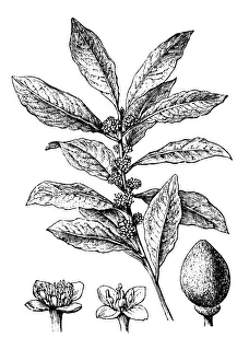 Antique illustration of bay laurel, sweet bay (Laurus Nobilis) Antique illustration of bay laurel, sweet bay (Laurus Nobilis)