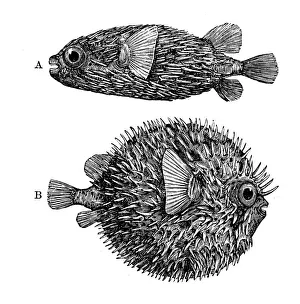 Antique illustration of Globe-fish (Diodon maculatus) Antique illustration of Globe-fish (Diodon maculatus)