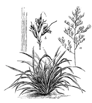 Antique illustration of Phormium tenax (flax, harakeke, New Zealand flax) Antique illustration of Phormium tenax (flax, harakeke, New Zealand flax)