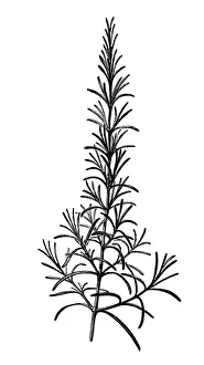 Antique illustration of Rosmarinus officinalis (rosemary) Antique illustration of Rosmarinus officinalis (rosemary)