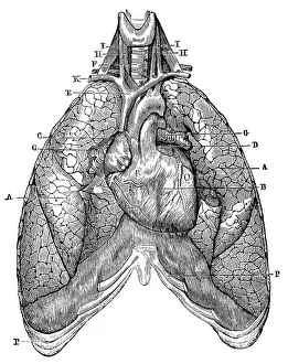 Antique medical scientific illustration high-resolution: lungs and heart Antique medical scientific illustration high-resolution: lungs and heart