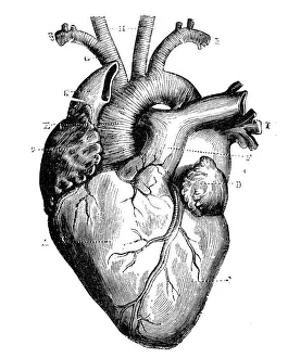 Antique medical scientific illustration high-resolution: heart Antique medical scientific illustration high-resolution: heart
