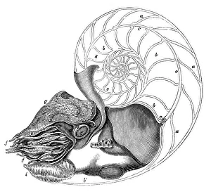 Antique sea animals engraving illustration: Pearly Nautilus Antique sea animals engraving illustration: Pearly Nautilus