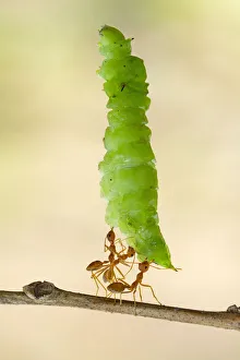 Three ants carrying a caterpillar, Indonesia Three ants carrying a caterpillar, Indonesia