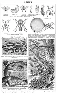 Magical world illustration/palmer illustrated collection/ants engraving 1895 Magical world illustration/palmer illustrated collection/ants engraving 1895