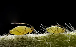 Aphids -Aphidoidea- on a Daisy -Bellis perennis-, macro shot, Stuttgart Aphids -Aphidoidea- on a Daisy -Bellis perennis-, macro shot, Stuttgart