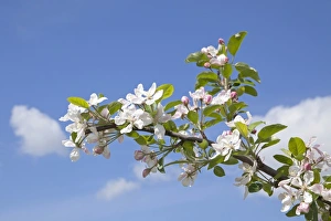 Apple blossoms, Altes Land fruit-growing region, Lower Saxony, Germany, Europe Apple blossoms, Altes Land fruit-growing region, Lower Saxony, Germany, Europe