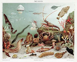Magical world illustration/palmer illustrated collection/aquarium chromolithograph 1895 Magical world illustration/palmer illustrated collection/aquarium chromolithograph 1895