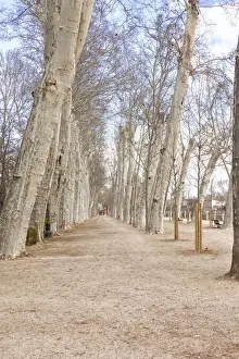 Row Of Trees Europe Prints: Aranjuez