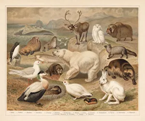 Arctic fauna, lithograph, published in 1897 Arctic fauna, lithograph, published in 1897