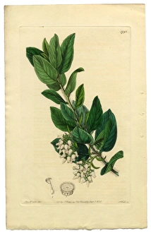 Arctostaphylos tomentosa Victorian Botanical Illustration, Downy Bearberry, Bearberry, 1835 Arctostaphylos tomentosa Victorian Botanical Illustration, Downy Bearberry, Bearberry, 1835