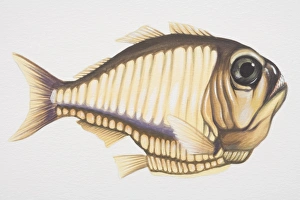 Argyropelecus affinis, Marine Hatchetfish, side view Argyropelecus affinis, Marine Hatchetfish, side view