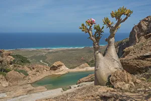 arid climate, beauty in nature, blue sky, bottle tree, cliff, color image, copy space arid climate, beauty in nature, blue sky, bottle tree, cliff, color image, copy space