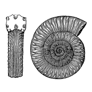 Arietites is a genus of massive, giant evolute, psiloceratacean ammonites in the family Arietitidae in which whorls are Arietites is a genus of massive, giant evolute, psiloceratacean ammonites in the family Arietitidae in which whorls are