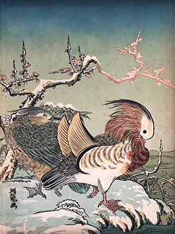 Digital vision vectors/bird lithographs/art japan mandarin ducks aix galericulata Digital vision vectors/bird lithographs/art japan mandarin ducks aix galericulata