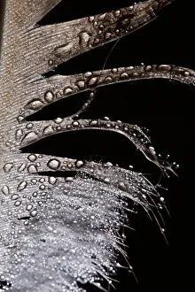 Artistic Peahen Feather Macro Photograph with Water Droplets Artistic Peahen Feather Macro Photograph with Water Droplets