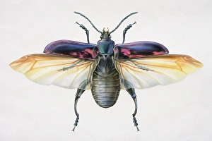 Artwork of a beetle with its wings stretched out Artwork of a beetle with its wings stretched out