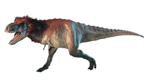 Artwork of a feathered tyrannosaurus Artwork of a feathered tyrannosaurus