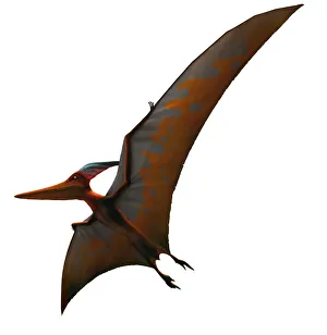 Artwork of pteranodon sternbergi Artwork of pteranodon sternbergi