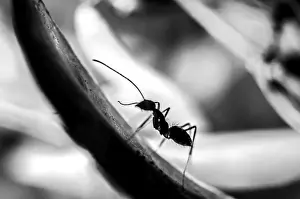 Nature Macro Shots Prints: The Ascending Ant