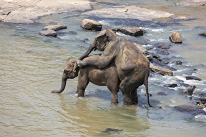 Asian elephants -Elephas maximus- from the Pinnawala Elephant Orphanage mating in Asian elephants -Elephas maximus- from the Pinnawala Elephant Orphanage mating in