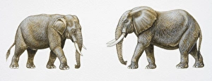 Two Asian Elephants, Elephas maximus, side view Two Asian Elephants, Elephas maximus, side view