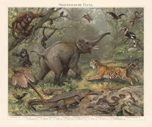Asian wildlife, chromolithograph, published in 1897 Asian wildlife, chromolithograph, published in 1897