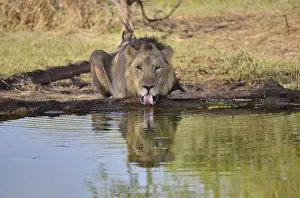 Asiatic Lion -Panthera leo persica-, male at a waterhole, Gir Interpretation Zone Asiatic Lion -Panthera leo persica-, male at a waterhole, Gir Interpretation Zone