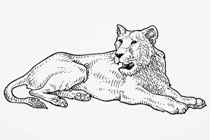 Asiatic Lion (Panthera leo persica), roaring Asiatic Lion (Panthera leo persica), roaring