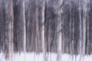 Aspen (Populus sp.) and birch (Betula sp.) tree trunks in snow Aspen (Populus sp.) and birch (Betula sp.) tree trunks in snow