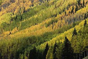 Aspen tree pattern on mountain slope near Crystal Lake, near Ouray, Colorado, USA Aspen tree pattern on mountain slope near Crystal Lake, near Ouray, Colorado, USA