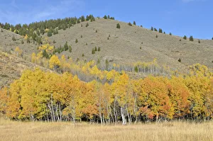 Aspen trees -Populus tremula- with autumnal coloured foliage, Highway 75, Ketchum, Idaho Aspen trees -Populus tremula- with autumnal coloured foliage, Highway 75, Ketchum, Idaho