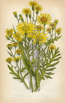 Aster, Ragwort, Tansy, Groundsel, Victorian Botanical Illustration Aster, Ragwort, Tansy, Groundsel, Victorian Botanical Illustration