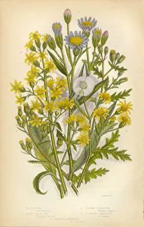 Aster, Starwort, Goldenrod, Groundsel, Victorian Botanical Illustration Aster, Starwort, Goldenrod, Groundsel, Victorian Botanical Illustration