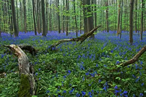 Atlantic Bluebells or Common Bluebells -Hyacinthoides non-scripta-, Hallerbos, Halle Atlantic Bluebells or Common Bluebells -Hyacinthoides non-scripta-, Hallerbos, Halle