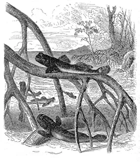 Atlantic mudskipper (Periophthalmus barbarus) Atlantic mudskipper (Periophthalmus barbarus)