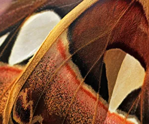 Atlas Moth, Attacus Atlas, Saturniidae, Lepidoptera - Macro of wings Atlas Moth, Attacus Atlas, Saturniidae, Lepidoptera - Macro of wings