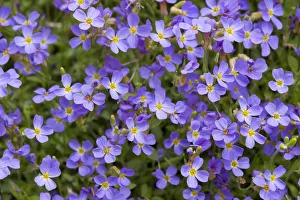 Aubrieta -Aubrieta gracilis-, flowering, Thuringia, Germany Aubrieta -Aubrieta gracilis-, flowering, Thuringia, Germany