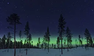 Swedish Forest Landscape Prints: Aurora Forest