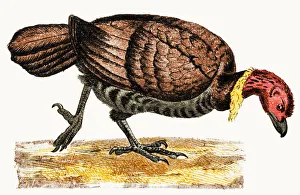 The Australian brushturkey or Australian brush-turkey or gweela (Alectura lathami) The Australian brushturkey or Australian brush-turkey or gweela (Alectura lathami)