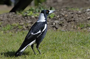 Australian magpie (Gymnorhina tibicen), Australia Australian magpie (Gymnorhina tibicen), Australia